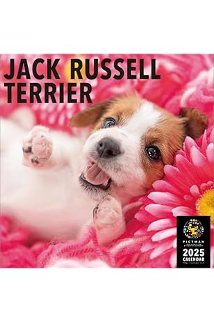 Amazon.co.jp: PICTWAN(ピクトワン) 【L版】 ジャック・ラッセル